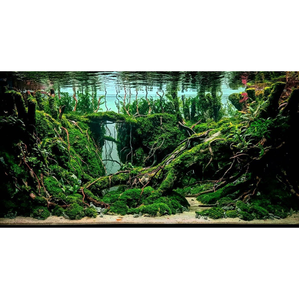 Nickz aquascape jungle natural style fullset 120cm