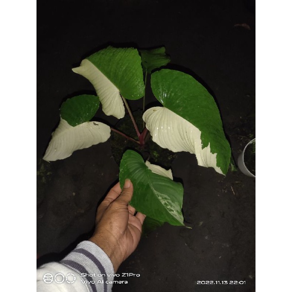 homalomena sp red stem                 -VARRO PLANT-