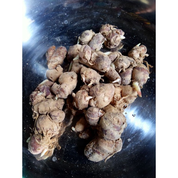

kencur segar 1 kg