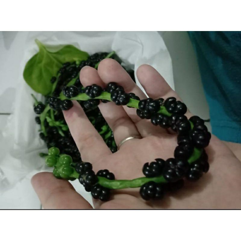 

buah angkung organik / buah binahong 200 biji