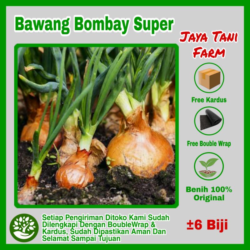 6 Biji Benih Bawang Bombay Hibrida / Benih Sayuran / Bibit Sayuran / Bawang Bombay F1 / Benih Bawang