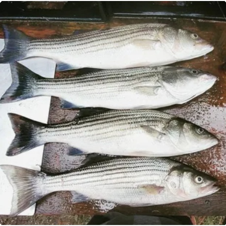 

IKAN BELANAk ikan segar/fresh SURABAYA