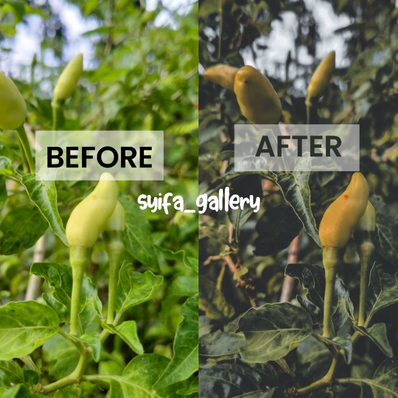 JASA EDIT FOTO LIGHTROOM