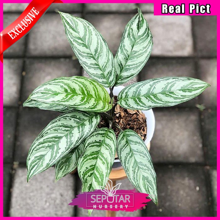 (BISA COD) aglonema sri rejeki - tanaman hias aglonema sri rejeki