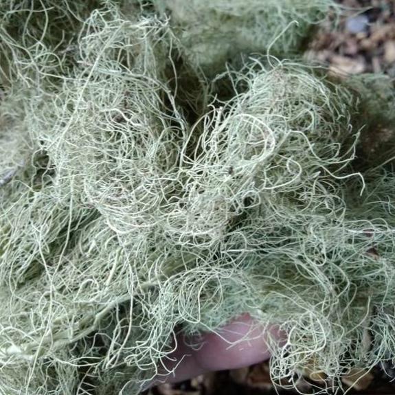 

↓ Herbal Kayu Angin 500gr ツ