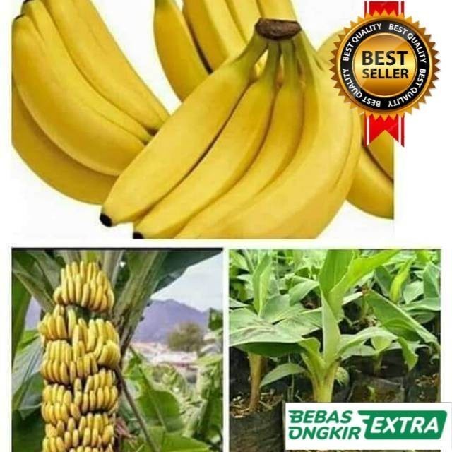 Bibit Pohon Pisang Cavendish Unggul Cepat Berbuah EE22