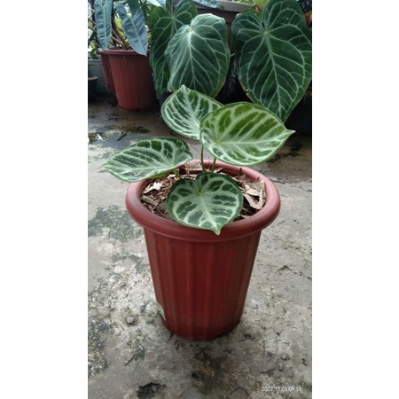 anthurium dorayaki silver
