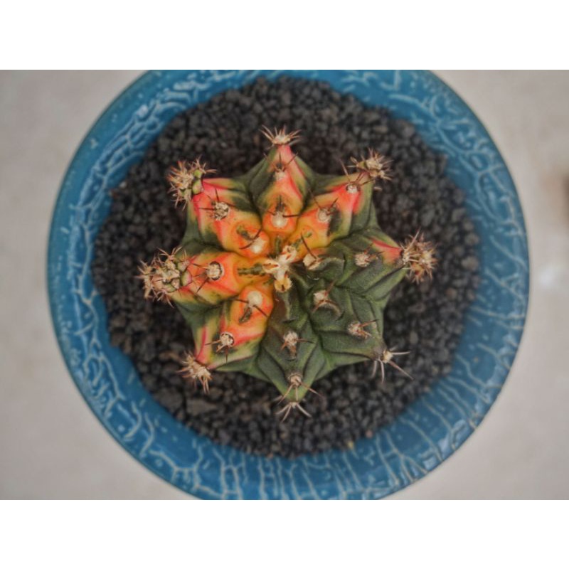 Kaktus cactus Miha Multicolour