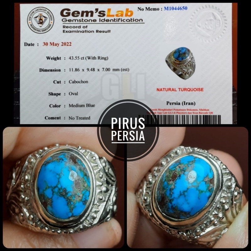 pirus persia biru fancy
