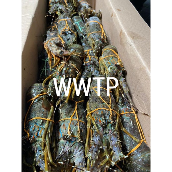 Jual LOBSTER LAUT 1KG | Shopee Indonesia