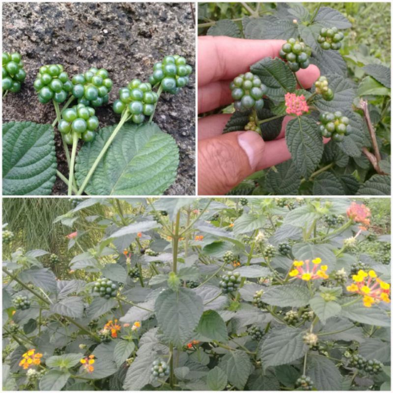 

Buah lantana camara / tembelekan segar 250 gram