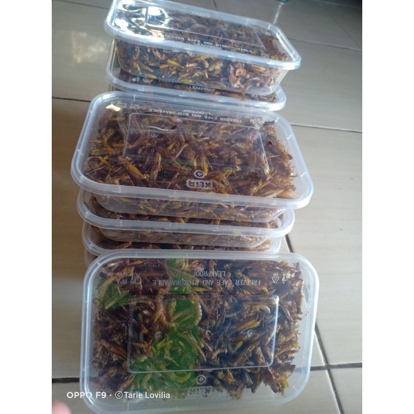 

belalang goreng utes/kecil 150gram