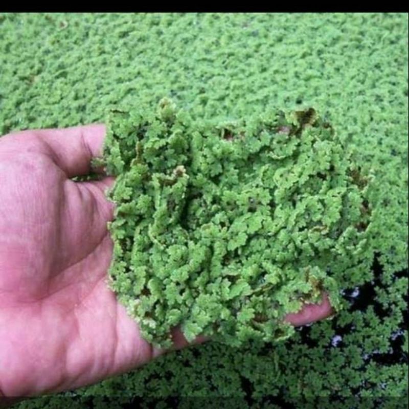 Azolla Micro[phyla