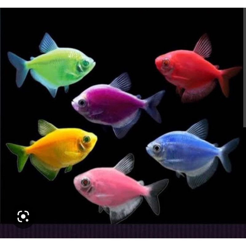 glow fish