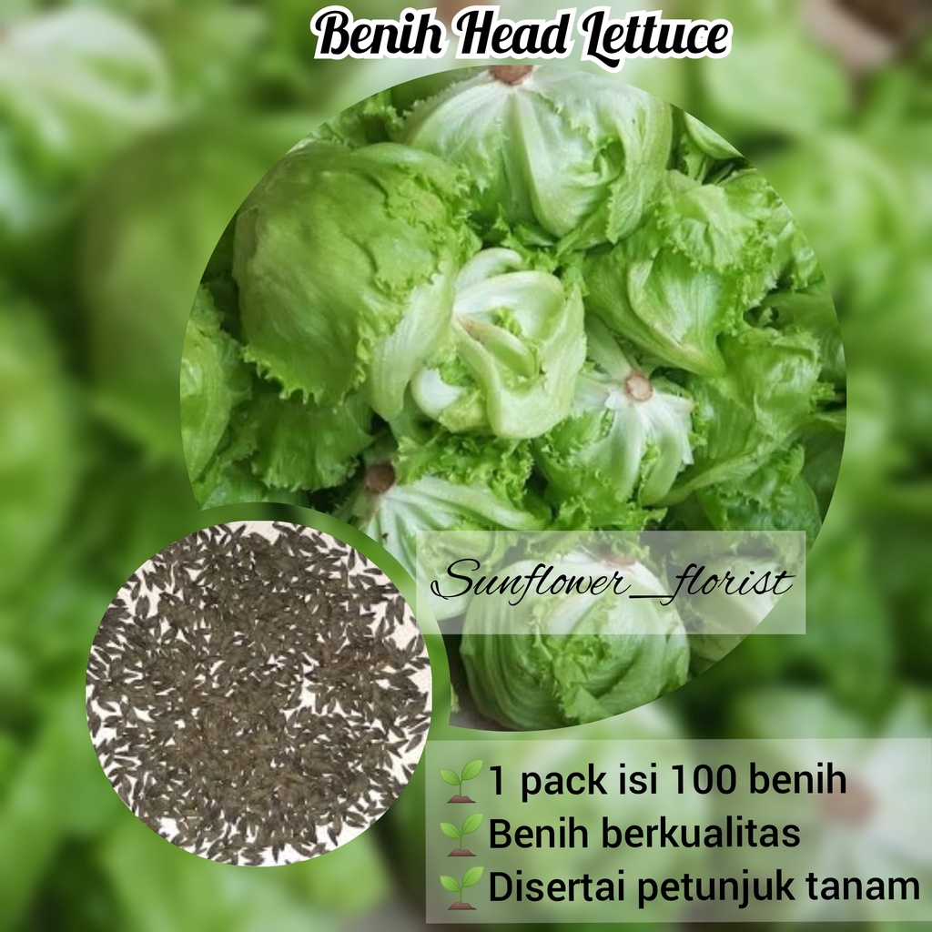 Benih Selada Head Lettuce
