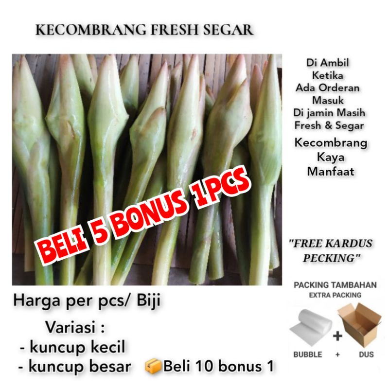 

KECOMBRANG MURAH PER BIJI FRESH SEGAR BARU PETIK DARI POHON