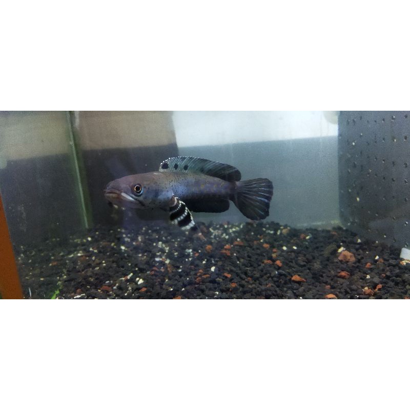 

Ikan Channa Blue Pulchra