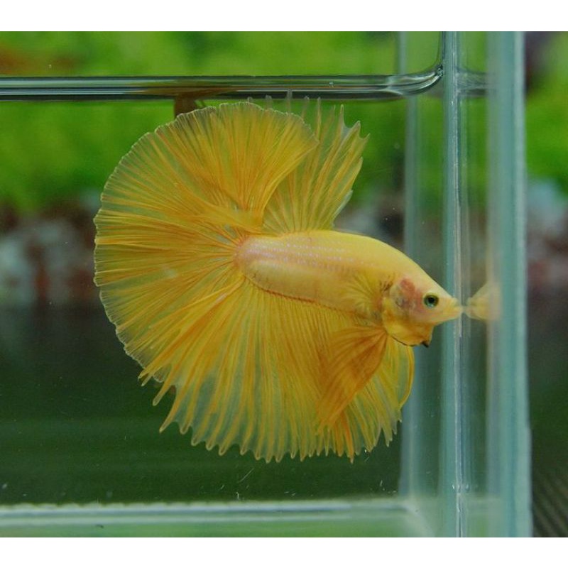 YELLOW SOLID HALFMOON Banana