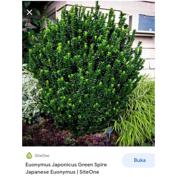bibit bonsai euonymus japanicus bahan bonsai langka