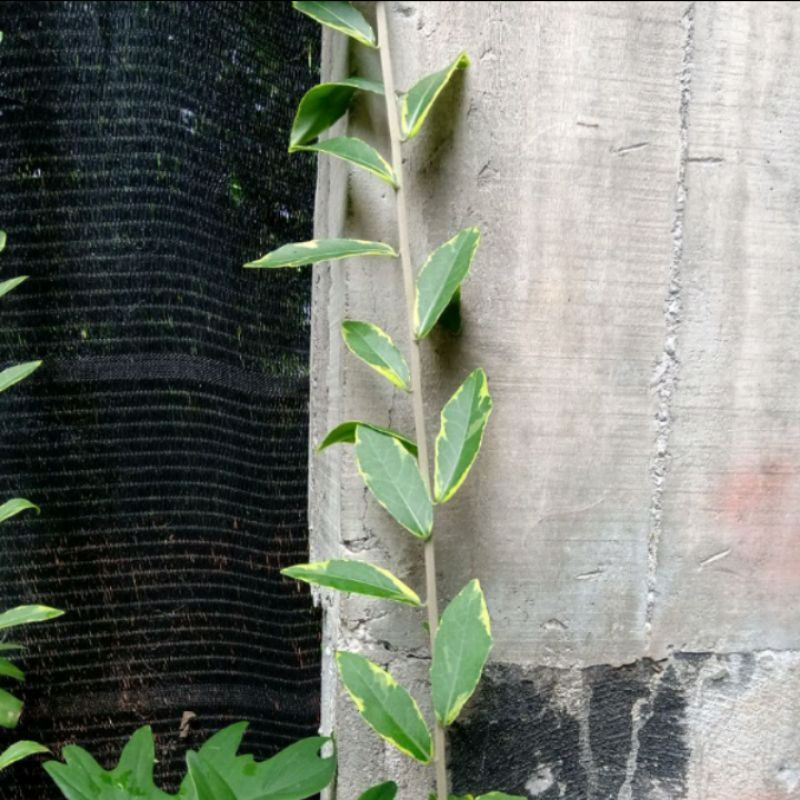 paket hemat lee kwan yew varigata