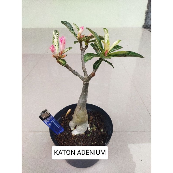 Adenium VARIGATA DOEBANG ( Bunga Tumpuk )