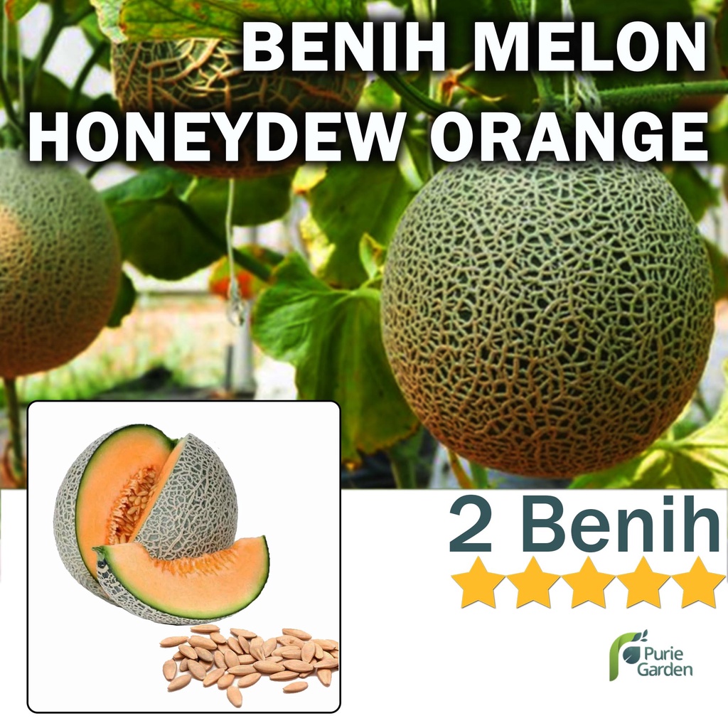 Benih Bibit Melon Orange Manis Honeydew 2 Benih Dua Ribuan PG KDR