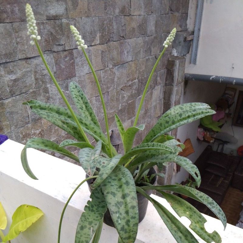 [PROMO]Daun katak/lidah katak hijau/sekulen katak hijau