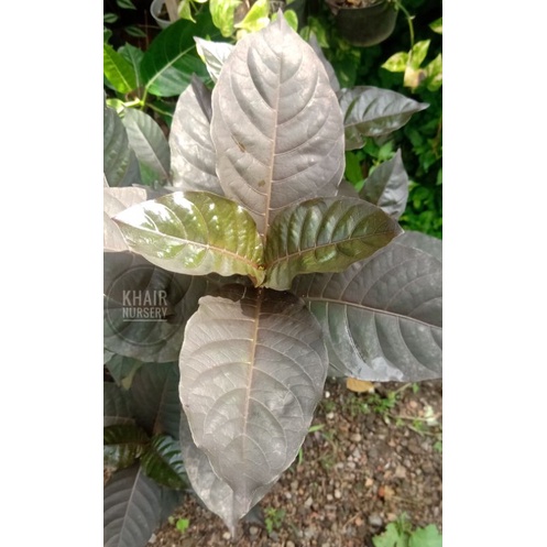 

Daun Ungu segar 50 lembar