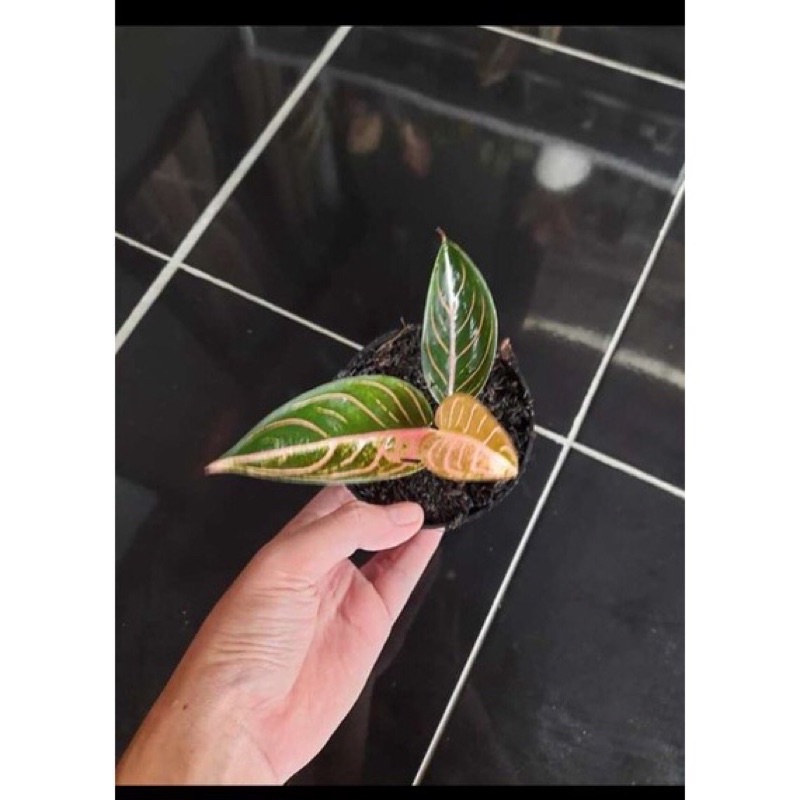 Hot Sale Aglonema Red sumatra anakan Baby redsum 1-2 Daun[BISA COD]