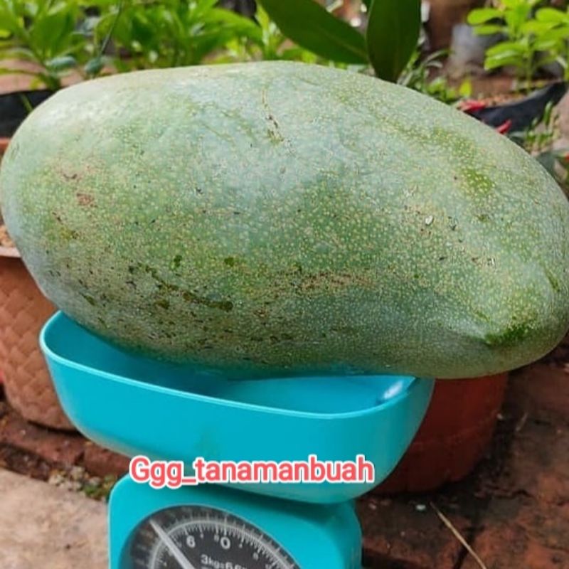 Bibit Mangga Mahatir Mangga Jumbo Hasil Okulasi Cepat Berbuah