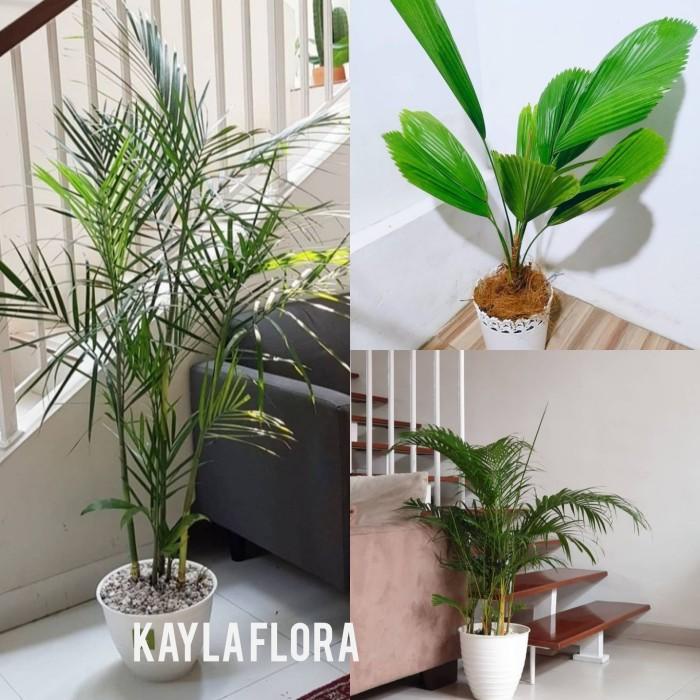 

Paket 3 Tanaman Hias Indoor Pembersi Ruangan Pohon Palem Murah Best Seller