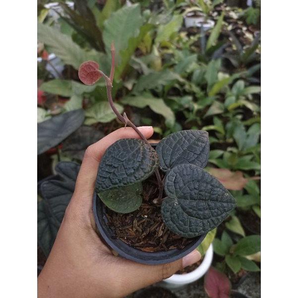 Sirih Hitam Papua (sirih hitam herbal)