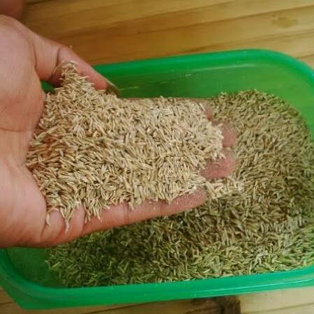 benih biji rumput gajah mini - bibit rumput gajah mini 1kg