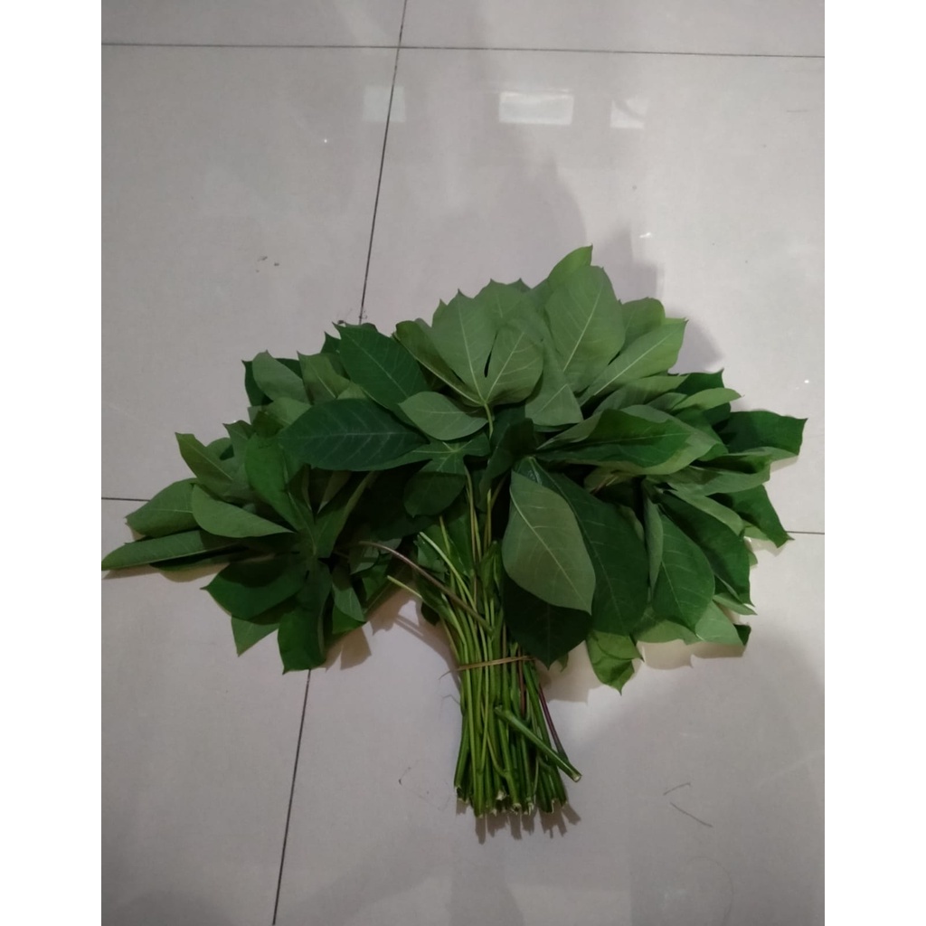 

[GROSIR] DAUN SINGKONG PER 1 IKAT/SAYURAN SEGAR