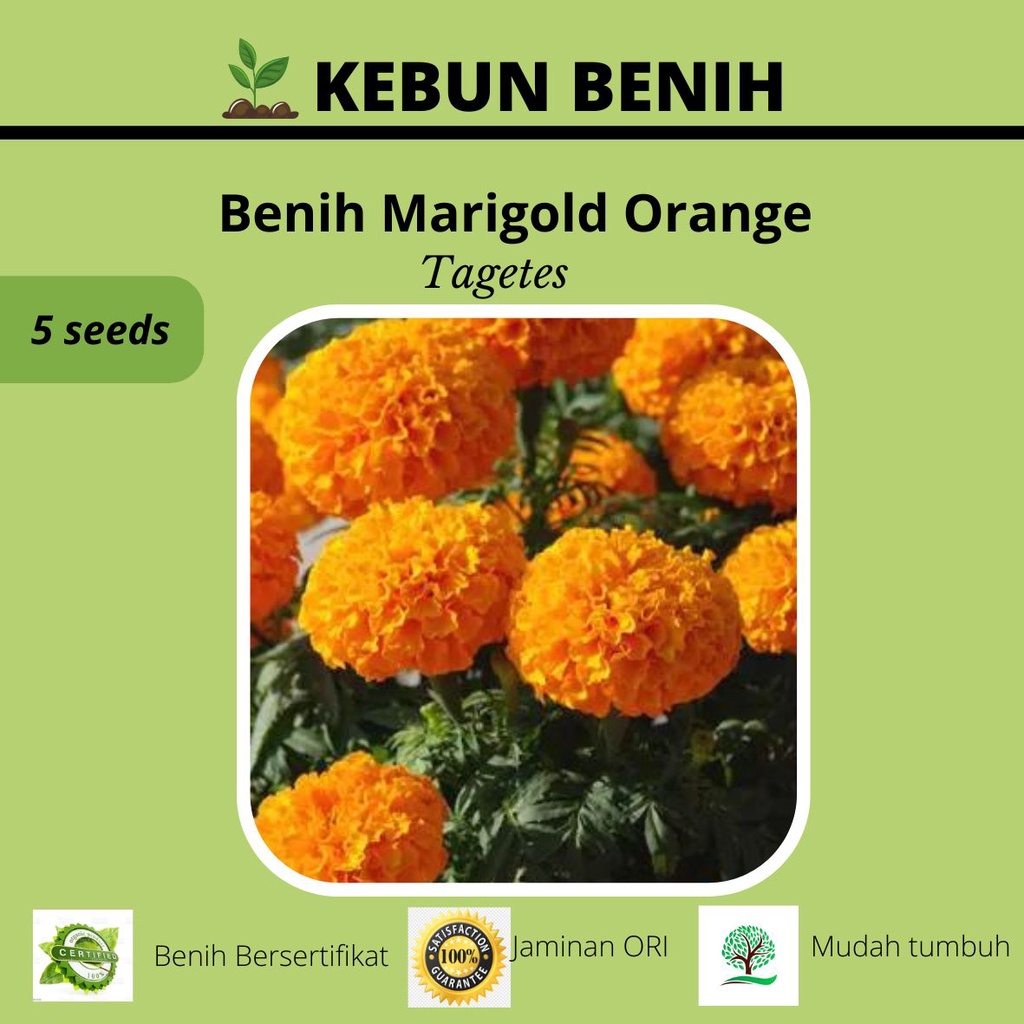 Benih Tanaman Marigold Orange Kualitas Unggul