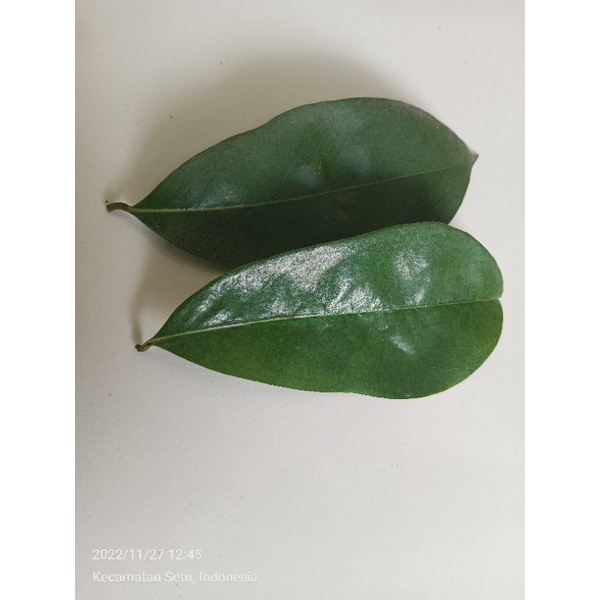 

1 Lembar daun sirsak segar