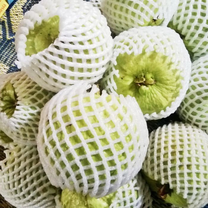 Bibit Tanaman Jambu Kristal merah GG22