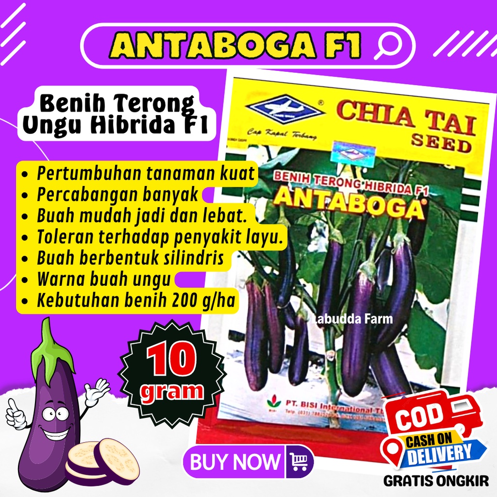 Jual Benih Terong Ungu Antaboga F Gr Cap Kapal Terbang Antaboga