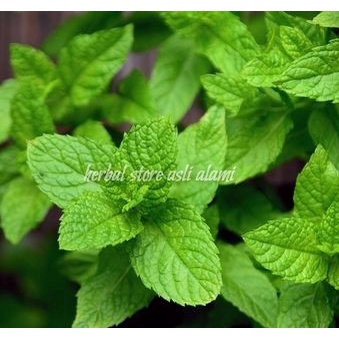 bibit tanaman daun mint/bibit papermint