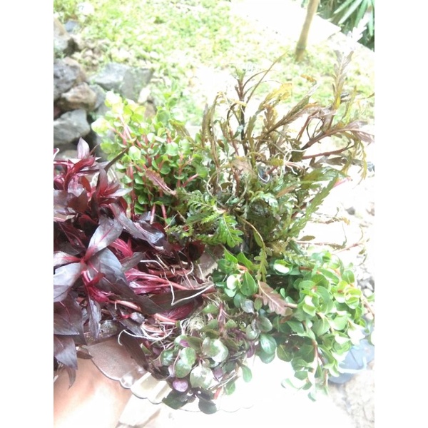 100 batang tanaman aquascape campur 6 jenis