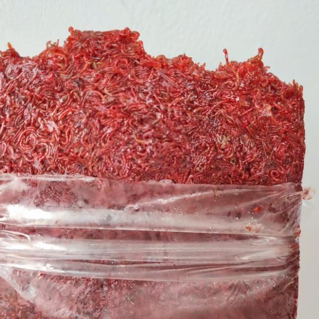 cabek cacing beku lempeng bloodworm
