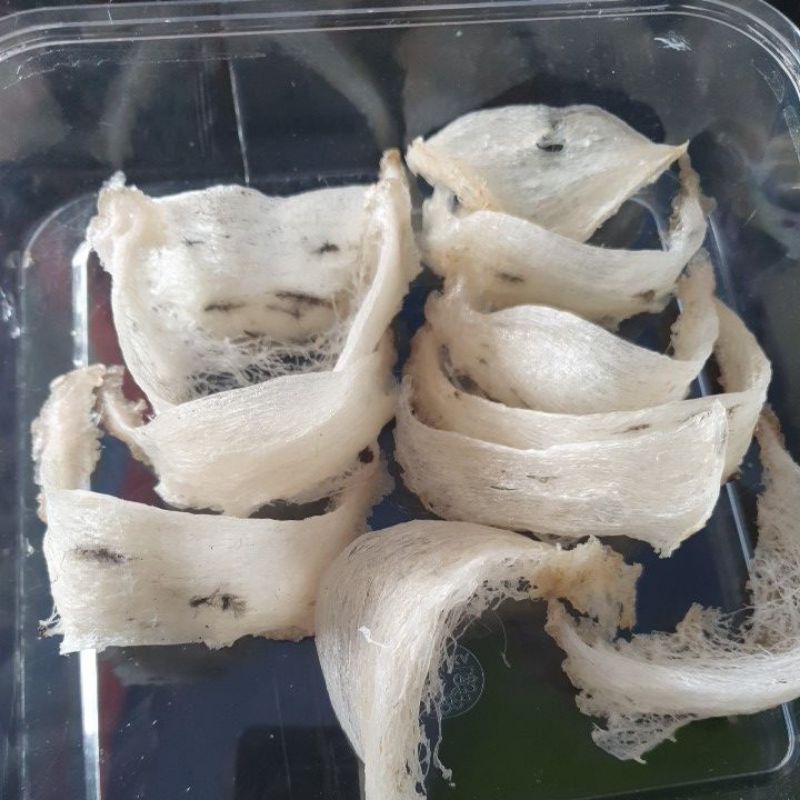 

sarang walet kwalitas super premium