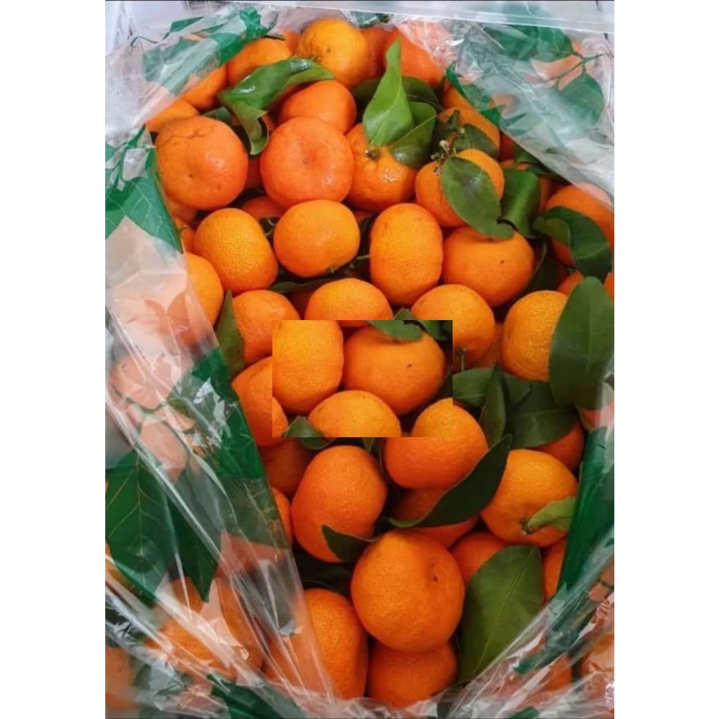 

Jeruk Fesh Shantang Daun Tangerine Manis 1 Kg