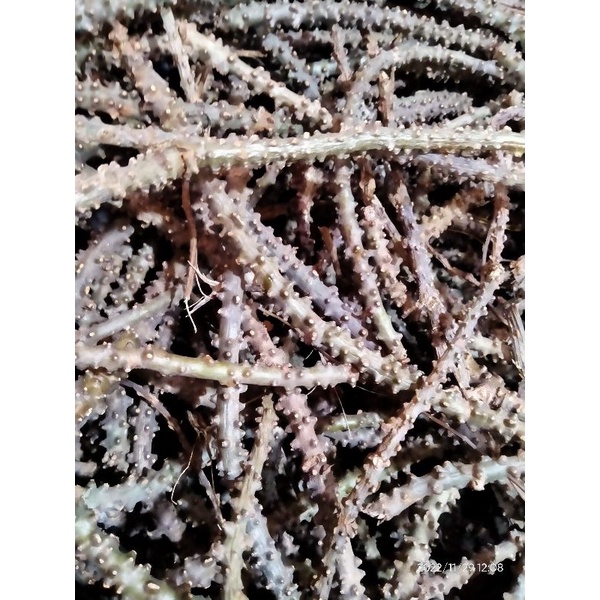 

Brotowali Segar 250 gr