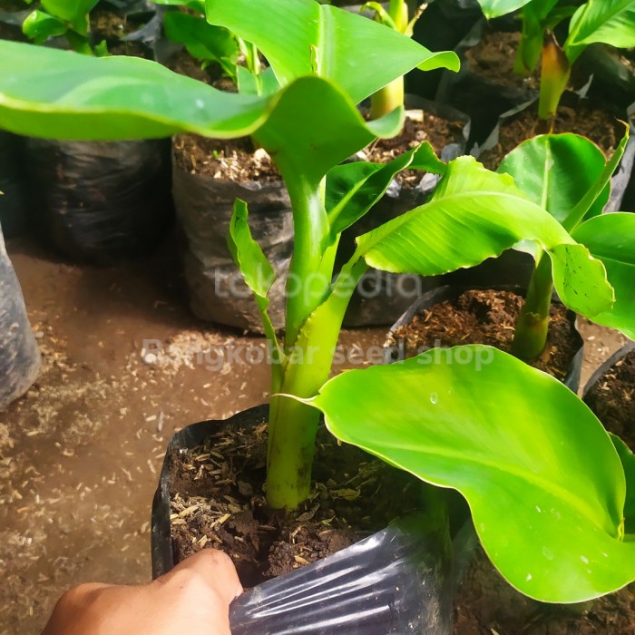 Bibit pohon pisang cavendish sunpride aa33
