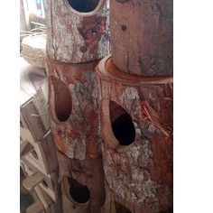 Glodok Sarang Tempat Bertelur Burung Murai kacer