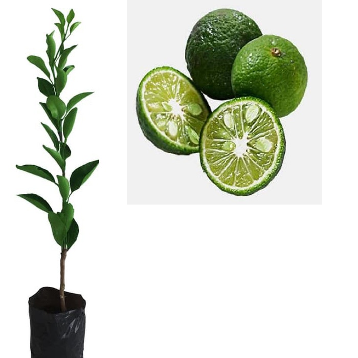 Bibit Tanaman Pohon Jeruk Limo Hasil Okulasi Jaminan Asli FF11