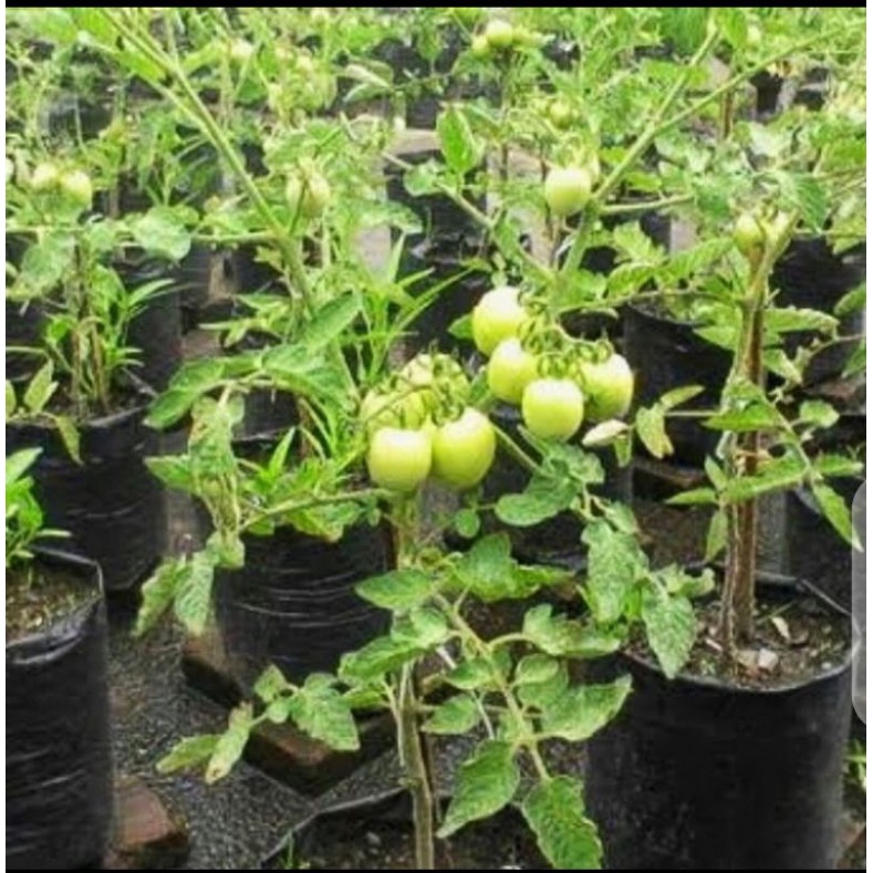 tanaman buah tomat/bibit tanaman buah tomat