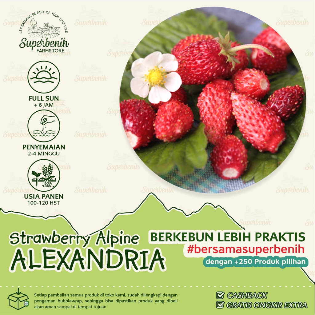 5 Biji - Benih Strawberry ALPINE ALEXANDRIA