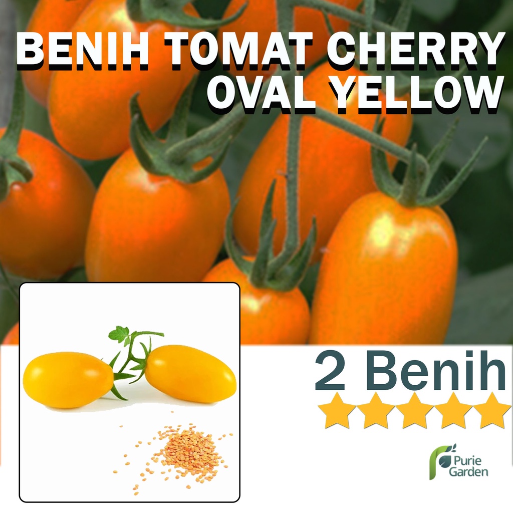 Benih Bibit Tomat Cherry Oval Yellow 2 Benih Dua Ribuan PG KDR